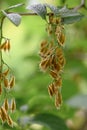 Epaulette tree Pterostyrax hispidus, small ribbed fruits hanging on a twig